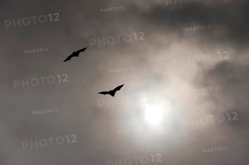 Megabats, flying fox (Pteropodidae), bat, fauna, scary, vampire, horror, film, horror film, about Cairns, Queensland, Australia, Oceania