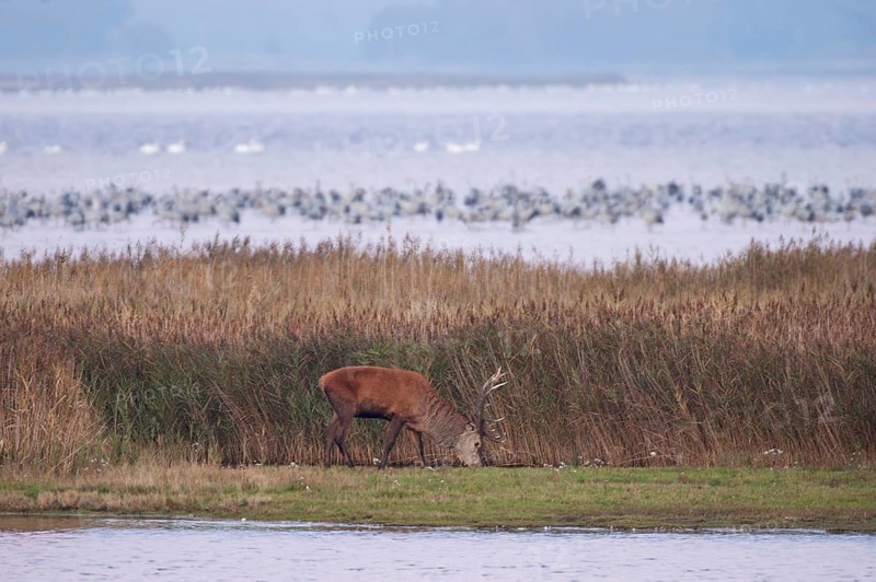 Crane (Grus grus) and grazing red deer, resting and roosting at Pramort during the autumn crane migration, Pramort on the Darß near Zingst, Vorpommersche Boddenlandschaft National Park