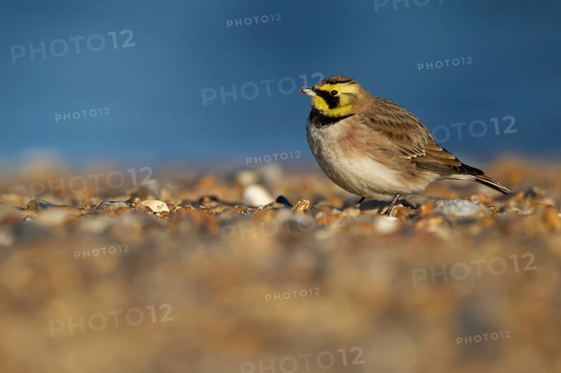 Shorelark or Horned lark (Eremophila alpestris) adult bird on a beach, Suffolk, England United Kingdom