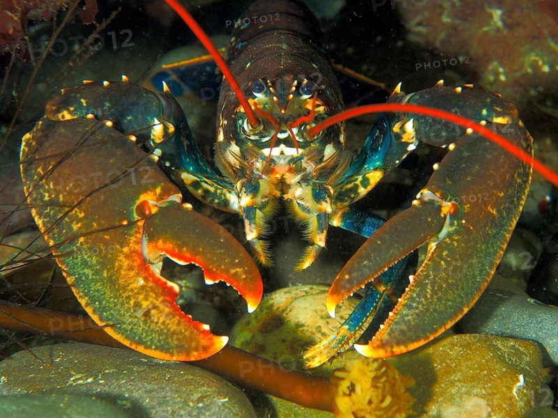 Portrait of common lobster (Homarus gammarus), underwater, Maharees Islands dive site, Castlegregory, Co. Kerry, Irish Sea, North Atlantic, Ireland, Europe