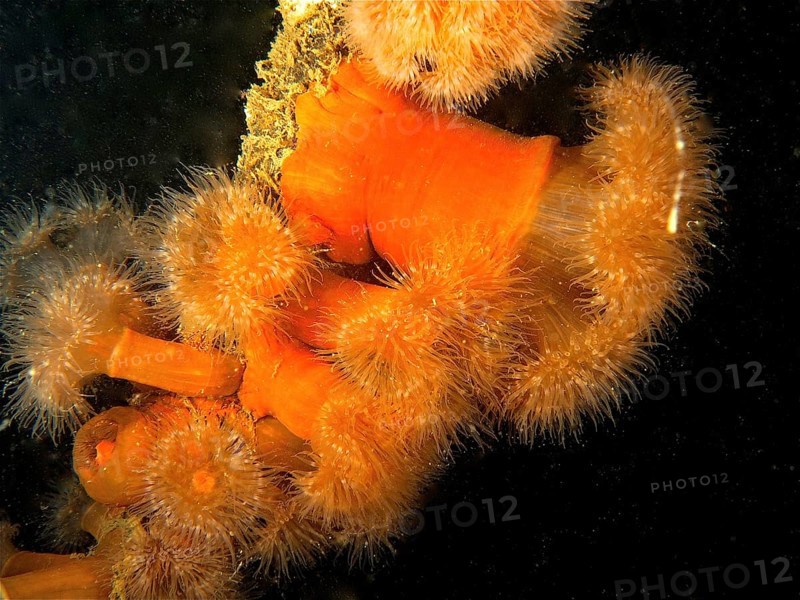 Several clonal plumose anemones (Metridium senile), Rinvyle dive site, Co. Galway, Irish Sea, North Atlantic, Ireland, Europe