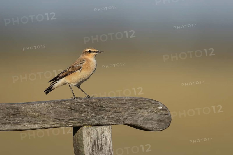 Wheatear (Oenanthe oenanthe) adult female bird on a wooden bench arm, Lincolnshire, England, United Kingdom, Europe