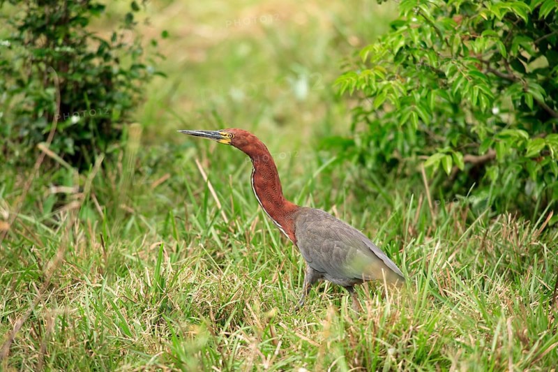 Rufescent tiger heron (Tigrisoma lineatum), Pantanal, Brazil, South America
