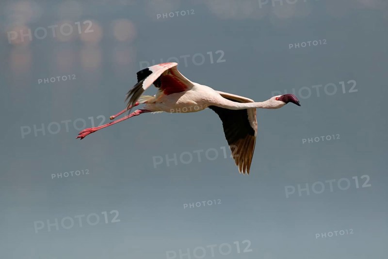 Lesser lesser flamingo (Phoeniconaias minor) at Lake Nakuru, Nakuru National Park, Kenya, Africa
