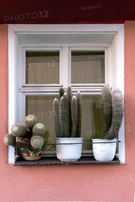 Cactus (Cactaceae) collection in front of a window of a residential building, Bavaria, Germany, Europe