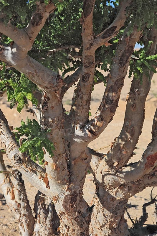 Wadi Dawqah, Incense Tree Cultures, UNESCO World Heritage Site, frankincense (Boswellia Sacra) Carterii, near Salalah, Oman, Asia