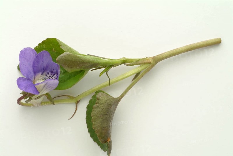 Violet, fragrant violet, medicinal plant, herb, wild plant, medicinal use, Viola odorata, Viola mammola