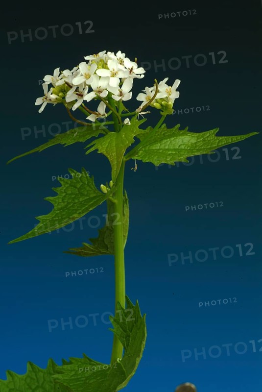 Garlic rue, garlic rue, medicinal plant, seasoning plant, spice, herb, wild plant, medicinal use, Allaria officinalis, Alliaria comune