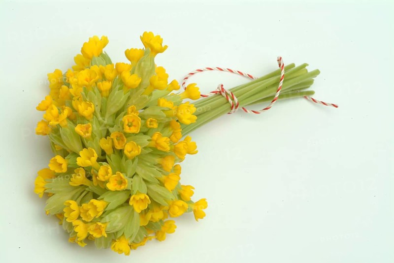 Common cowslip (Primula officinalis), cowslip, apothecary primrose, medicinal plant, flowers