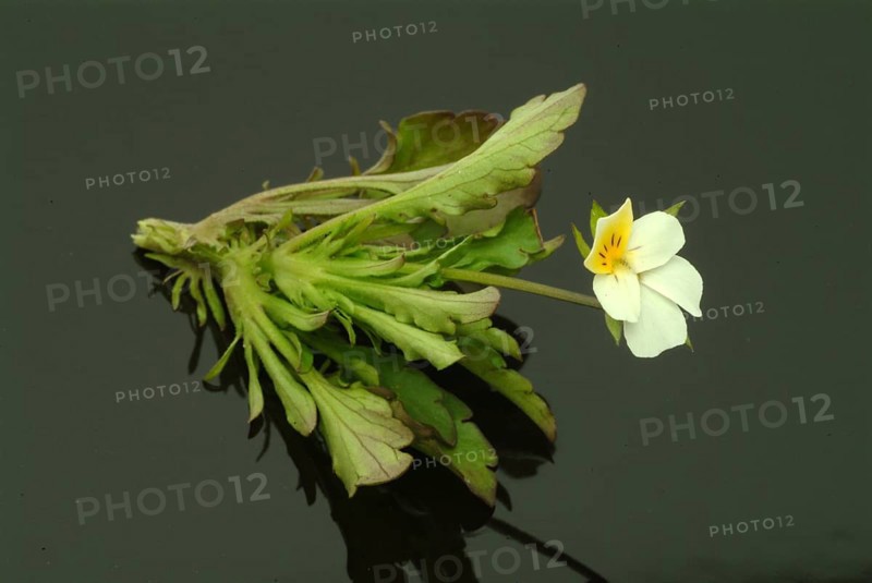 Field heartsease (Viola tricolor), medicinal plant, herb, wild plant, medicinal use