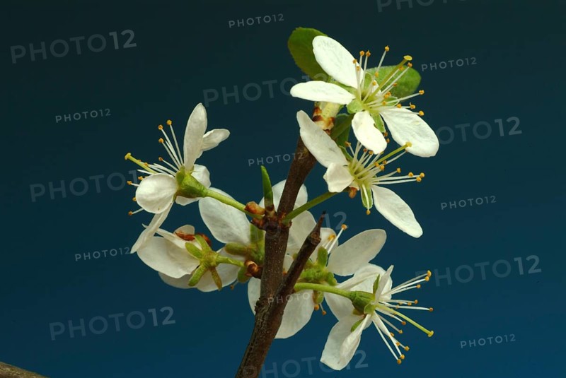 Flower of blackthorn (Prunus spinosa), blackthorn, medicinal plant, fruits, flowers and bark of blackthorn contain vitamins, minerals, tannins and fruit acids, which make it an important medicinal plant. These ingredients have expectorant, antispasmodic, laxative, diuretic, purifying, astringent, anti-inflammatory and stimulating effects