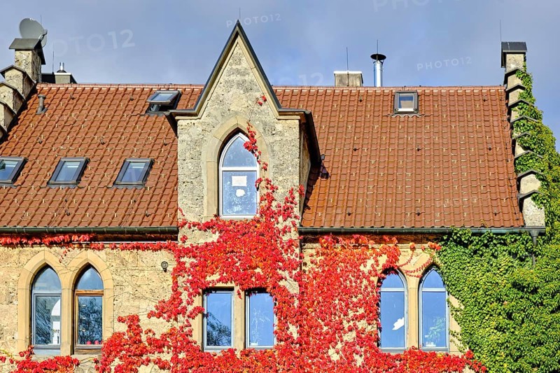 Old house in neo-Gothic style that is overgrown with red autumn leaves, using the example of the Old Forester's Lodge Lichtenstein in Honau, Swabian Alb, Baden-Württemberg, Germany, Europe