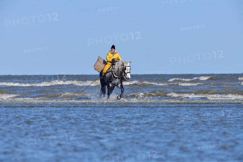 Horse fishermen catching Brown shrimp (Crangon crangon), Koksijde, North Sea coast, province of West Flanders, Belgium, Europe