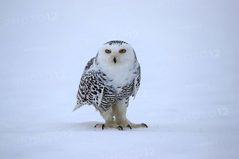 Snowy owl (Nyctea scandiaca), snowy owl, adult, alert, in the snow, foraging, in winter, Bohemian Forest, Czech Republic, Europe