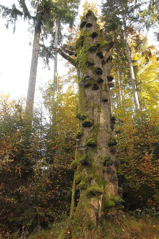 Common beech (Fagus sylvatica) deadwood overgrown with mossy tinder funguses (Fomes fomentarius), Allgäu, Bavaria, Germany, Europe