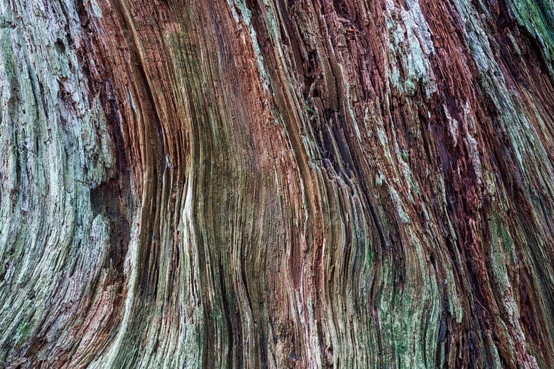 Dead and weathered tree stump, Gertelbachschlucht, Bühl, Bühlertal, Northern Black Forest, Black Forest, Baden-Württemberg, Germany, Europe