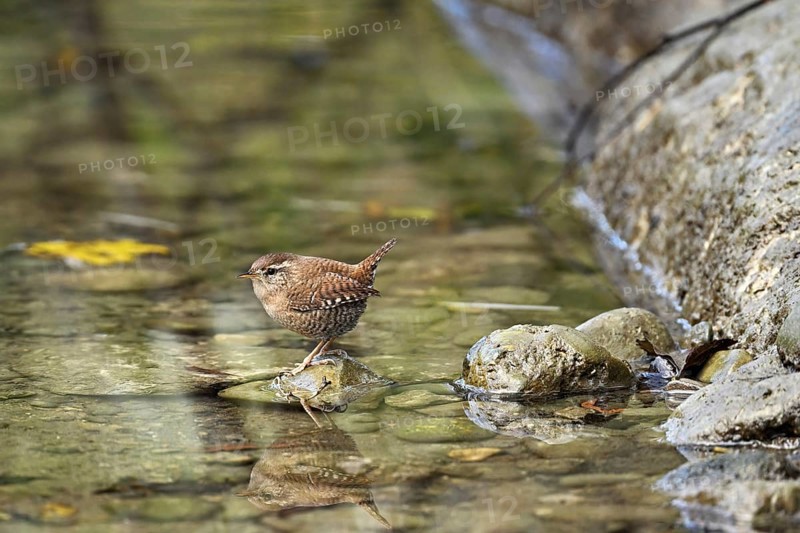 Eurasian wren (Troglodytes troglodytes), sitting on a stone at the edge of a waterhole, Switzerland, Europe