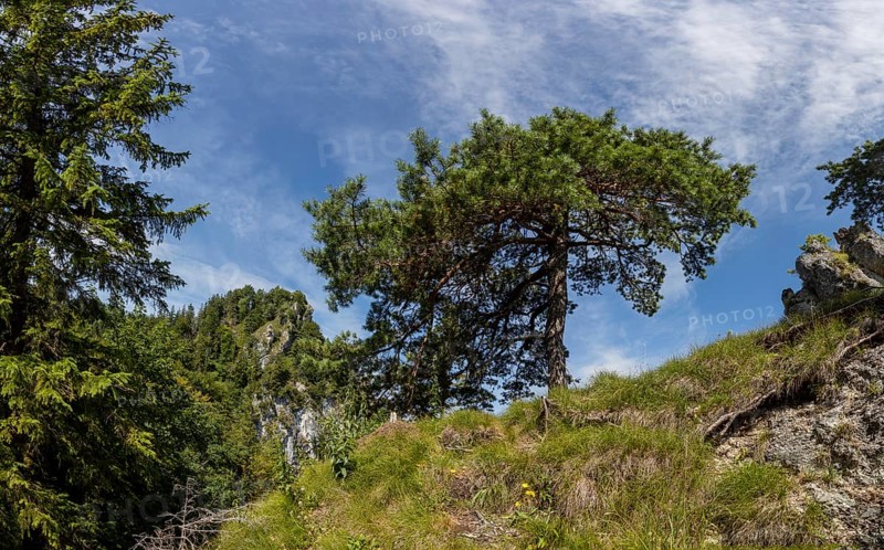 Pine with the summit of the Nockstein, Osterhorngruppe, Flachgau, Land Salzburg, Austria, Europe