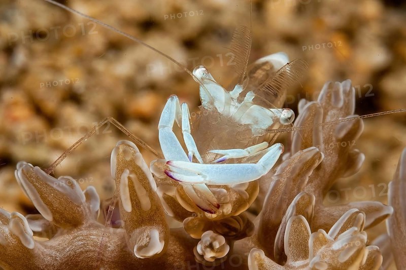 Extreme close-up of splendid partner shrimp (Ancylomenes magnificus) Splendid partner shrimp looks directly at viewer sitting on leather coral (Sinularia), Pacific Ocean, Philippine Sea, Bohol, Visayas, Philippines, Asia