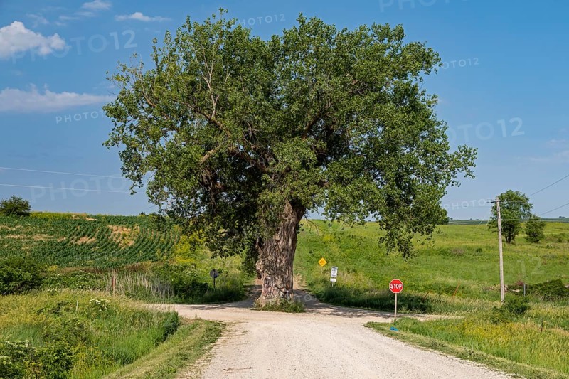 Brayton, Iowa, Tree in the Road. A large cottonwood growing in the middle of an intersection of two rural dirt roads