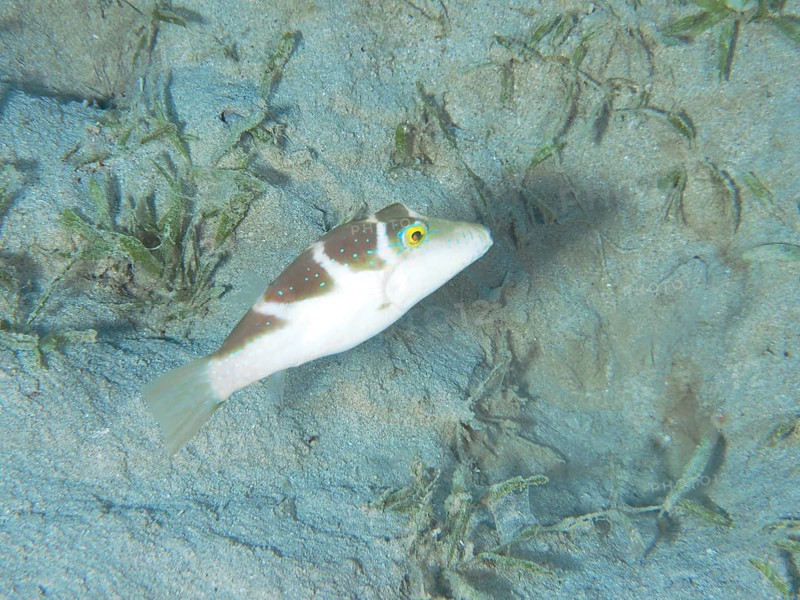 Pointed puffer fish (Canthigaster cyanospilota), House reef dive site, Mangrove Bay, El Quesir, Red Sea, Egypt, Africa