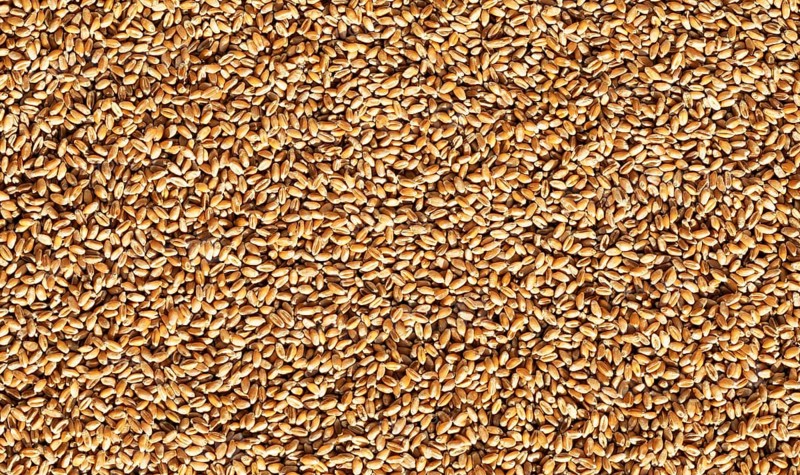 Grains of wheat, Wheat, Abstract background, Graphic elements, Texture background, Austria, Europe