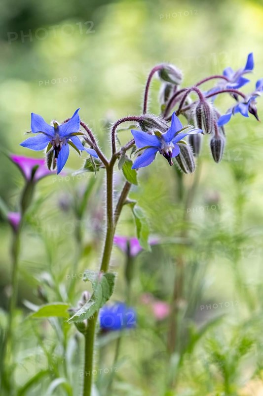 Flower of borage (Borago officinalis), also boretsch, borage, family of the broad-leaved plants, used as a spice and medicinal plant, Münsterland, North Rhine-Westphalia, Germany, Europe