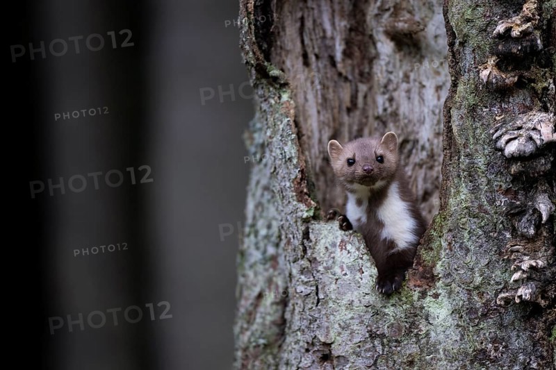 Beech marten (Martes foina), Bitburg, Rhineland-Palatinate, Germany, Europe