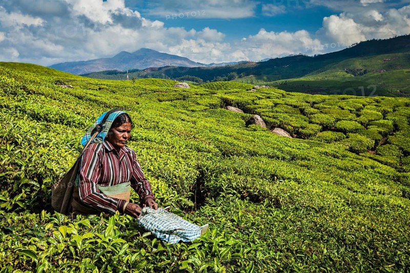 KERALA, INDIA, FEBRUARY 18, 2014: Unidentified Indian woman harvests tea leaves at tea plantation at Munnar. Only the uppermost leaves are collected, and workers collect daily up to 30 kilos of tea leaves