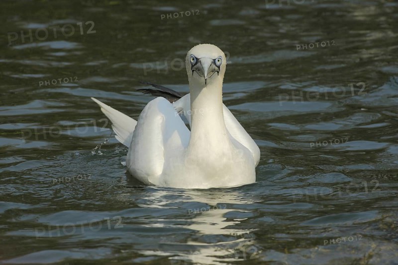 Northern gannet (Morus bassanus), swimming, view, frontal, booby, seabird, seabirds, oarsmen, Pelecaniformes, bird, animal, vertebrate, captive