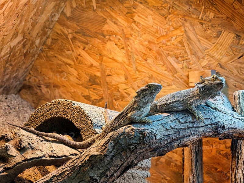 Two central bearded dragons (Pogona vitticeps), captive, butterfly house, butterfly farm, Trassenheide seaside resort, Usedom, Germany, Europe