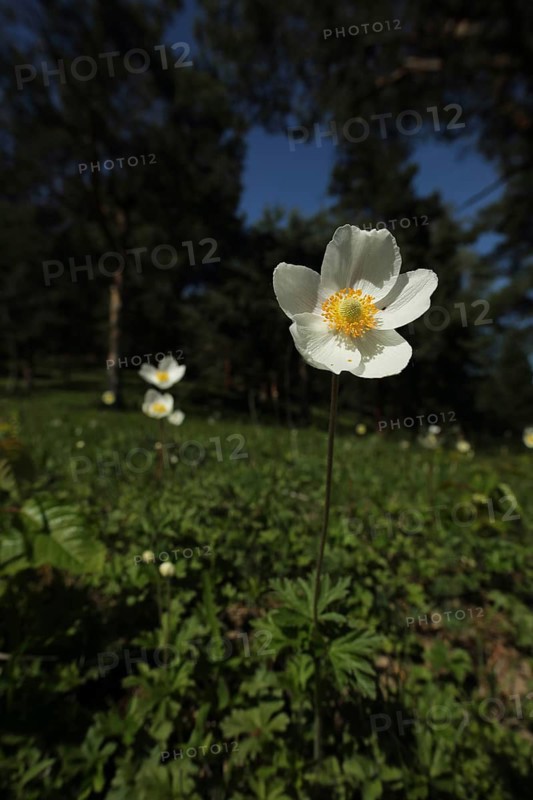 Snowdrop anemone (Anemone sylvestris) with dark surroundings, habitat, Liliental, Kaiserstuhl, Breisgau, Baden-Württemberg, Germany, Europe