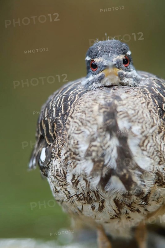 Portrait of a sunbittern (Eurypyga helias), frontal, view, captive