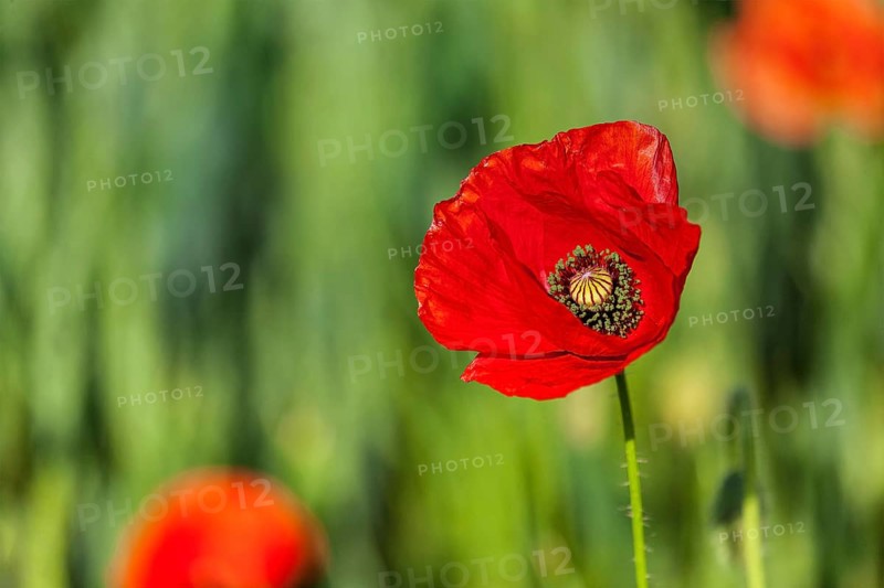 Red poppy in green field. South Moravia, Czech Republic, Europe