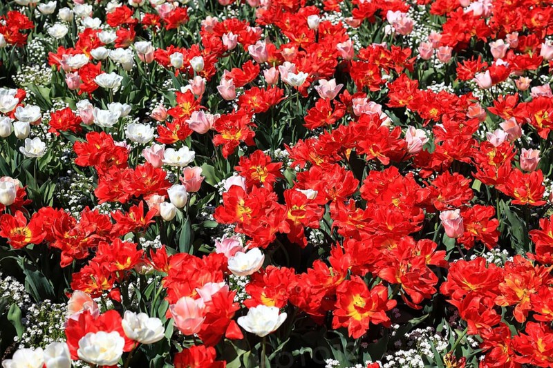 Many colourful tulips in one area