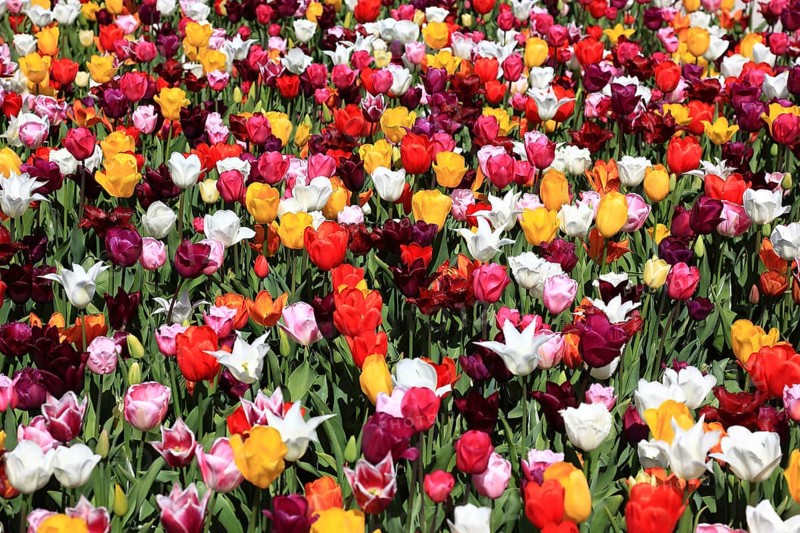 Many colourful tulips in one area