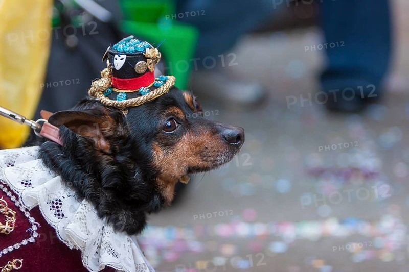 Dog in costume, Venice Carnival, Venice, Veneto, Italy, Europe