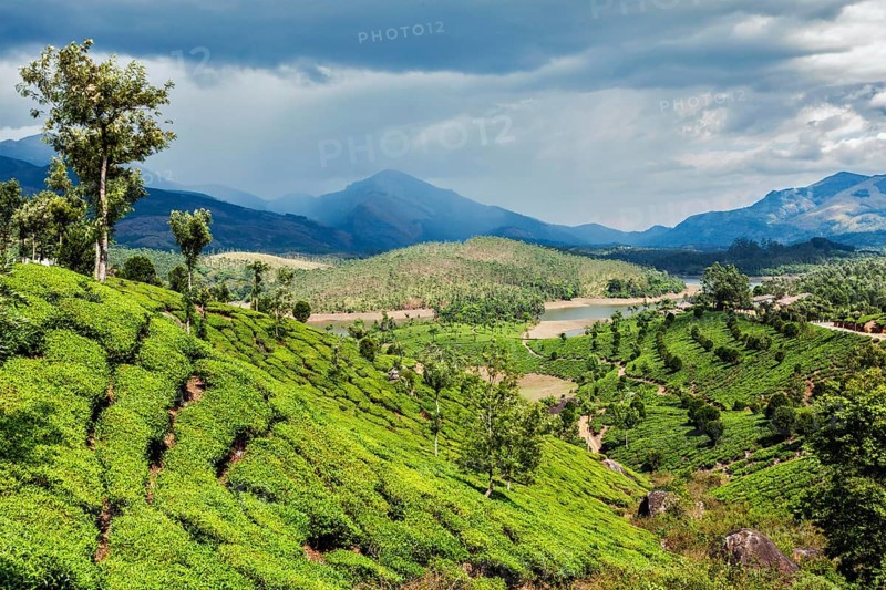 Green tea plantations in hills with dramatic sky. Munnar, Kerala, India, Asia