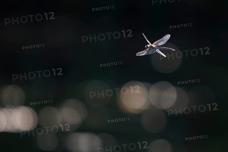 Flying migrant hawker (Aeshna mixta), Hesse, Germany, Europe