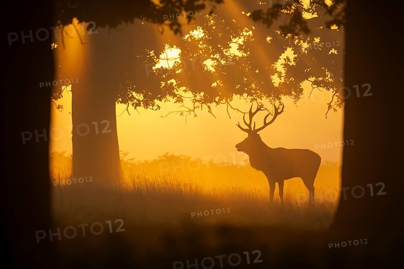Red deer (Cervus elaphus) adult male stag on the edge of a woodland at sunrise, Surrey, England, United Kingdom, Europe