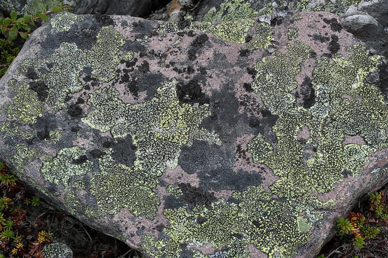 Map lichen (Rhizocarpon geographicum) on a stone, Lapland, Norway, Scandinavia, Europe
