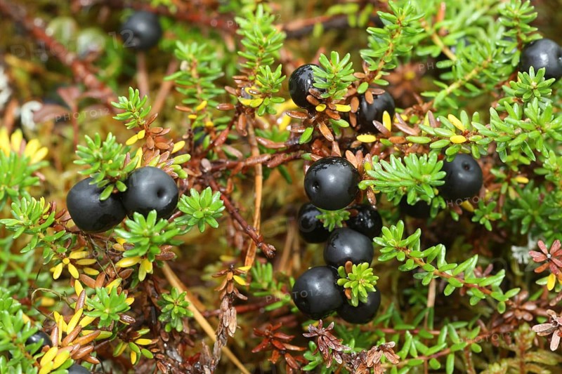 Black crowberries (Empetrum nigrum) in the tundra, Lapland, Norway, Europe