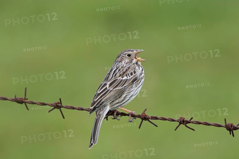 Corn bunting (Miliaria calandra) singing from barbwire, barbed wire along meadow, field in spring