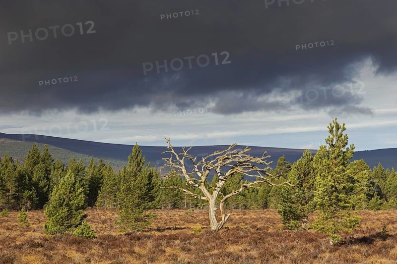 Dead Scots pine (Pinus sylvestris) tree in moorland, heath, Cairngorms National Park, Badenoch and Strathspey, Scotland, UK