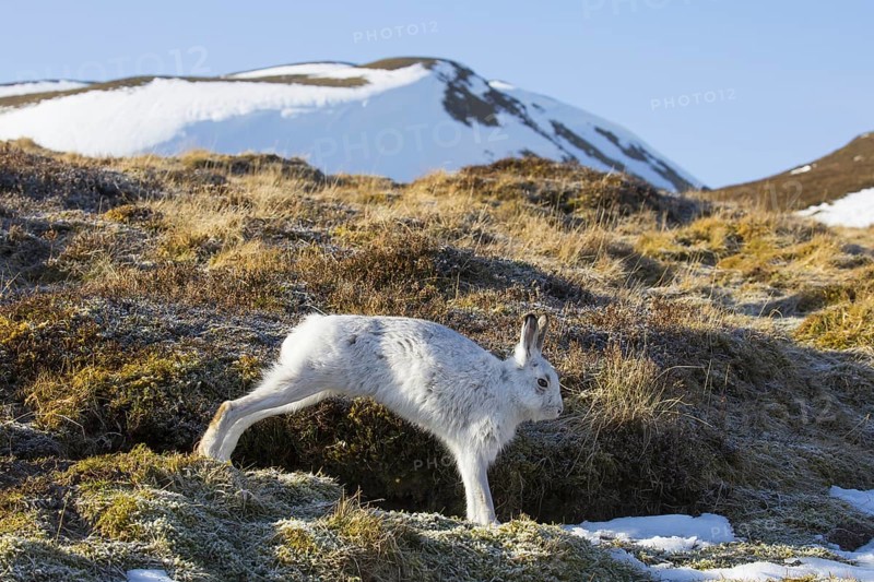 Mountain hare (Lepus timidus), Alpine hare, snow hare in white winter pelage stretching limbs in the Cairngorms National Park, Scotland, UK