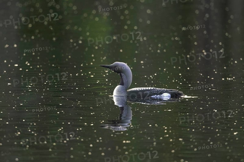 Black-throated loon, Arctic loon, black-throated diver (Gavia arctica) in breeding plumage swimming in lake in spring