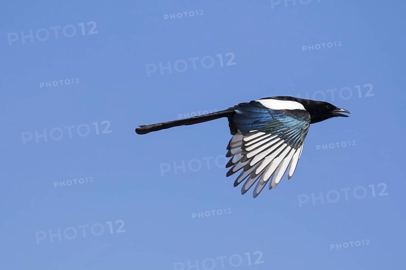 Eurasian magpie (Pica pica), common magpie calling in flight against blue sky