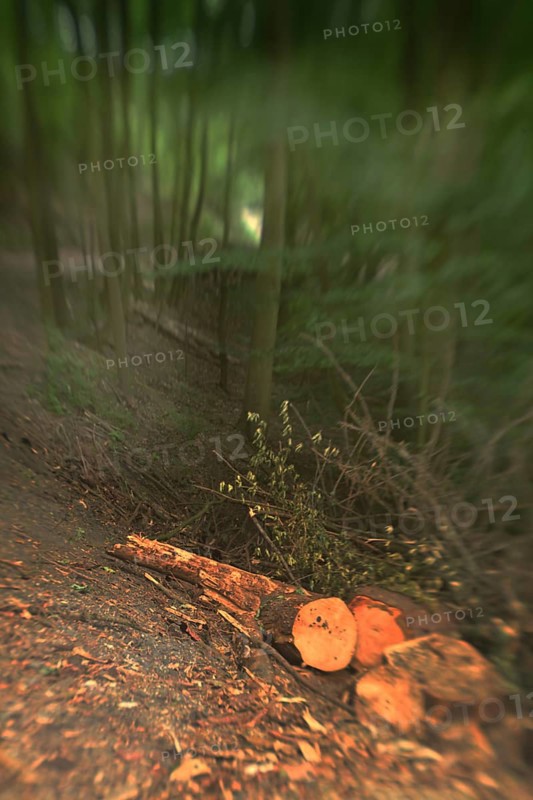 Forest damage in the Sauerland region has caused about 40 % of the spruce stand, especially in monocultures. The picture shows forest damage in May 2020, Germany, Europe