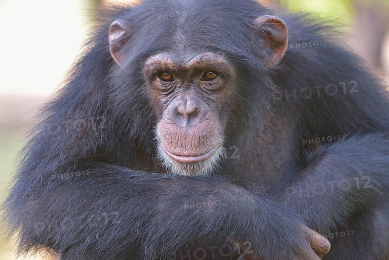 West African Chimpanzee (Pan troglodytes verus), Tacugama Chimpanzee Sanctuary, Province Western Area Tacugama, Sierra Leone, Africa