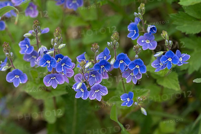 Blossoms of germander speedwell (Veronica chamaedrys), Bavaria, Germany, Europe